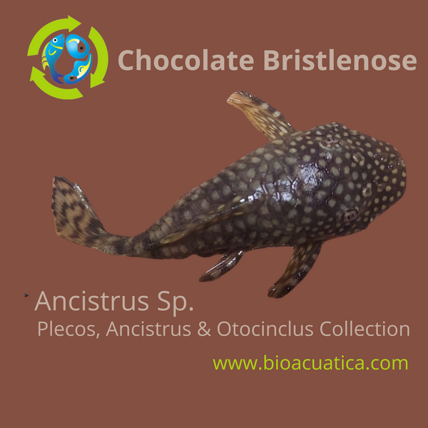 3 CHOCOLATE BRISTLENOSE 1.5 INCHES (Ancistrus sp)