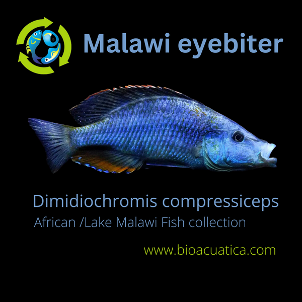 FLARING MALAWI EYEBITER 1.5 TO 2 INCH (Dimidiochromis compressiceps)