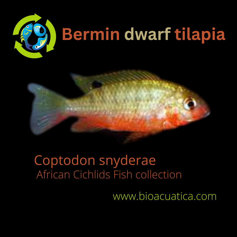 EXOTIC BERMIN DWARF TILAPIA 1 TO 1.5 INCHES (Coptodon snyderae)