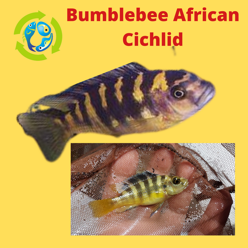 COLORFUL BUMBLE BEE AFRICAN CICHLID 1.5 TO 2" (Pseudotropheus crabro)