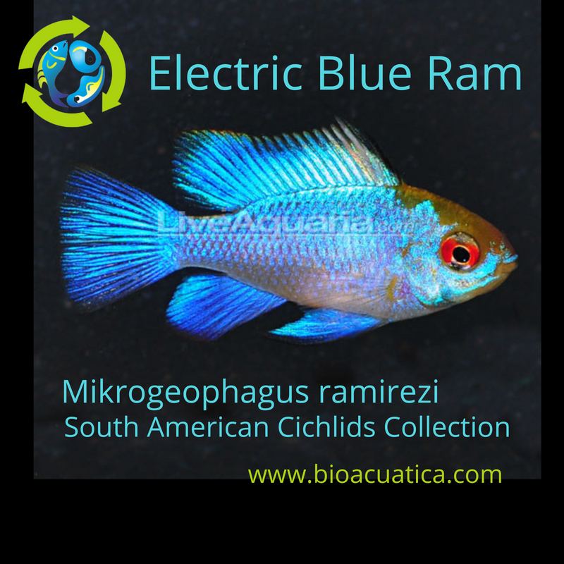 OUTSTANDING ELECTRIC BLUE RAM 1 TO 1.5 INCH UNSEXED (Mikrogeophagus ramirezi)