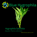 Blue Hygrophyla 6 - 7 Steams (Hygrophila Salcifolia)