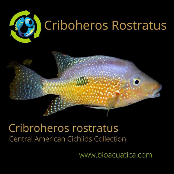 HARD TO FIND CRIBOHEROS ROSTRATUS 1.0 TO 1.5 INCHES UNSEXED ( C rostratus )