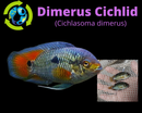 BEAUTIFUL DIMERUS CICHLID 1.5" TO 2" UNSEXED (Cichlasoma dimerus)
