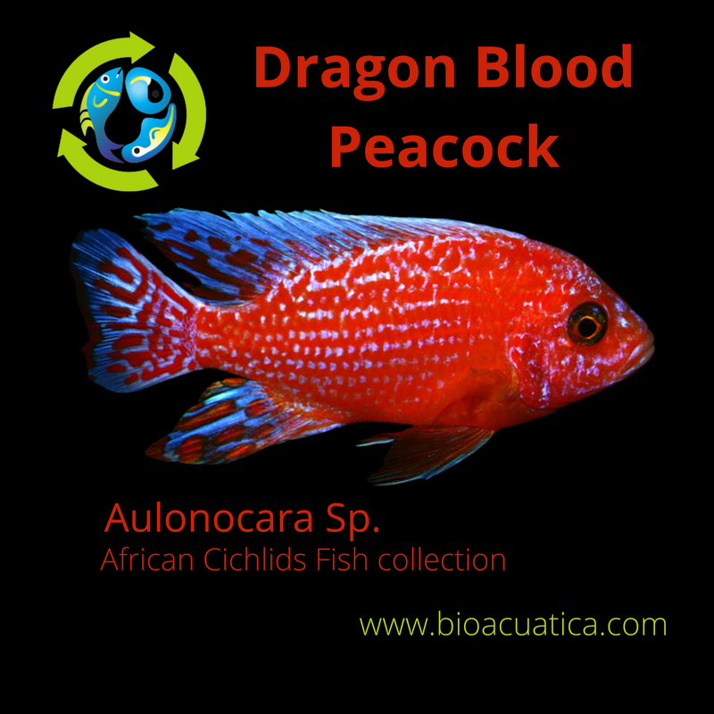 COLORFUL DRAGON BLOOD PEACOCK  1.5 TO 2 INCHES UNSEXED (Aulonocara Sp)