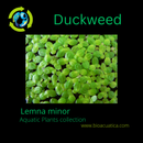 Duckweed (Lemna minor) 500+