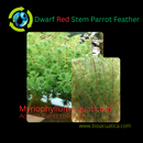 Dwarf Red Stem Parrot Feather 6 - 7 Steams (Myriophyllum aquaticum)