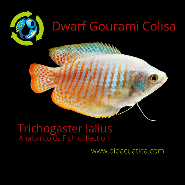 2 BEAUTIFUL DWARF GOURAMI MALE (Trichogaster lalius)