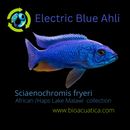 ELECTRIC BLUE AHLI 2 INCHES UNSEXED (Sciaenochromis sp)