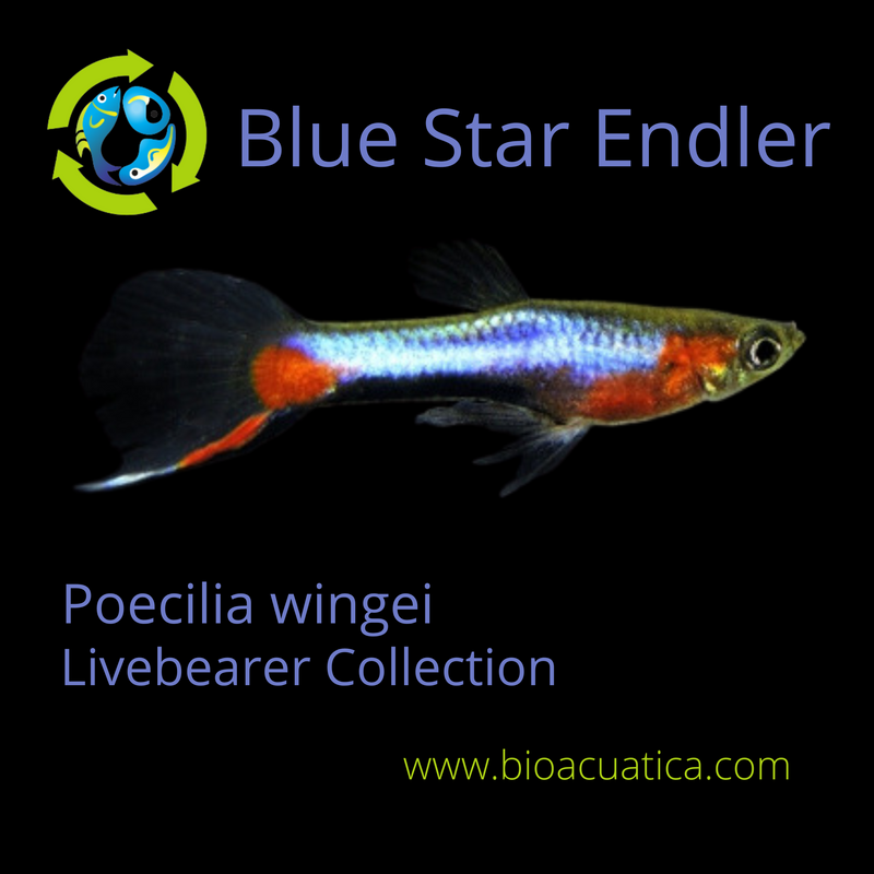 3 COLORFUL MALES BLUE STAR ENDLERS (Poecilia wingei)