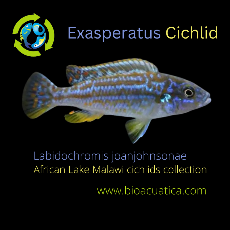 BEAUTIFUL EXASPERATUS CICHLID 2 INCHES UNSEXED (Labidochromis joanjohnsonae)