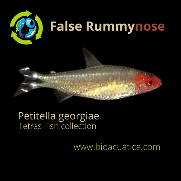 3 CUTE FALSE RUMMYNOSE ( Petitella georgiae)