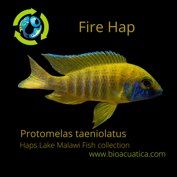 BEAUTIFUL FIRE HAPS 1.5" TO 2" UNSEXED (Protomelas taeniolatus)