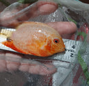 STUNNING RED FIRE GOLD SEVERUM 3 INCH UNSEXED