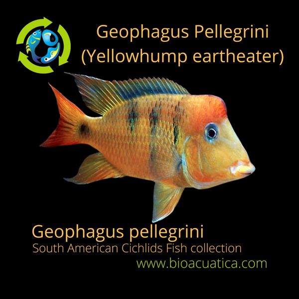 BEAUTIFUL GEOPHAGUS PELLEGRINI 2.5 INCHES UNSEXED (Geophagus pellegrini)