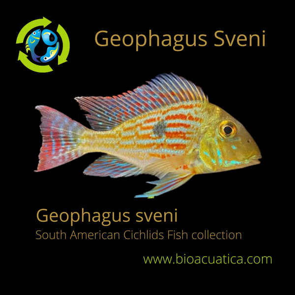 BEAUTIFUL GEOPHAGUS SVENI 2 to 2.5 INCHES UNSEXED (Geophagus sveni)