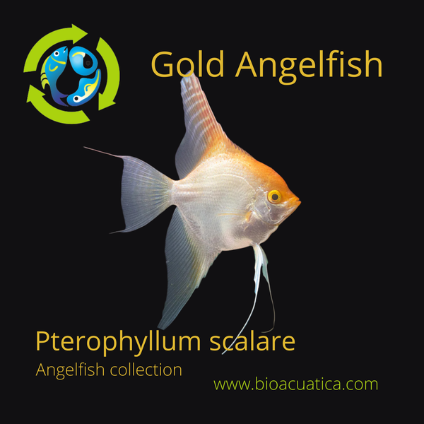 2 GOLD ANGELFISH CICHLID QTR-NICKEL BODY SIZE UNSEXED (Pterophyllum scalare)