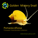 3 PACK GOLDEN MISTERY SNAILS M (Pomacea difussa)