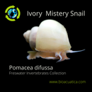 3 PACK IVORY MISTERY SNAILS M (Pomacea difussa)
