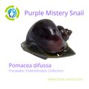 3 PACK PURPLE MISTERY SNAILS M (Pomacea difussa)