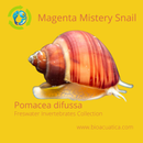 3 PACK MAGENTA MISTERY SNAILS M (Pomacea difussa)
