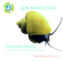3 PACK JADE MISTERY SNAILS M (Pomacea difussa)