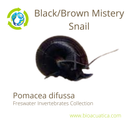 3 PACK BLACK/BROWN MISTERY SNAILS M (Pomacea difussa)