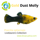 3 BEAUTIFUL GOLD DUST MOLLY UNSEXED (Poecilia sphenops)