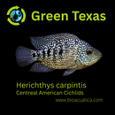 VIBRANT GREEN TEXAS CICHLID 2 INCHES UNSEXED (Herichthys carpintis)