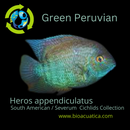 BEAUTIFUL PERUVIAN SEVERUM 1.5 to 2" INCHES UNSEXED (Heros appendiculatus)
