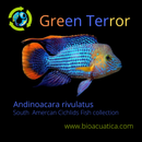 BEAUTIFUL GREEN TERROR CICHLID 2.5 TO 3"