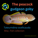 THE PEACOCK GUDGEON GOBY 1" UNSEXED (Tateurndina ocellicauda)