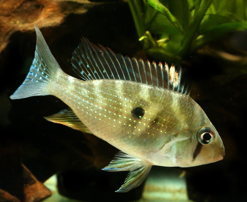 ACARICHTHYS HECKELII 3"  - THREADFIN GEOPHAGUS