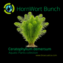 HORNWORT BUNCH (Ceratophyllum demersum ) 3 to 5 STEMS