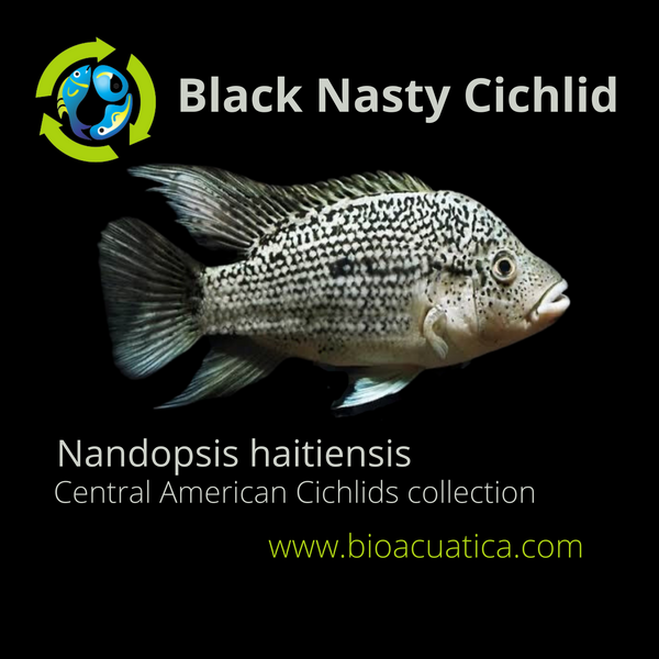 BLACK NASTY CICHLID 1.5 INCHES UNSEXED (Nandopsis haitiensis)