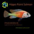 COLORFUL HIPPO POINT SALMON 2.5 to 3" INCHES UNSEXED (Ptyochromis sp)