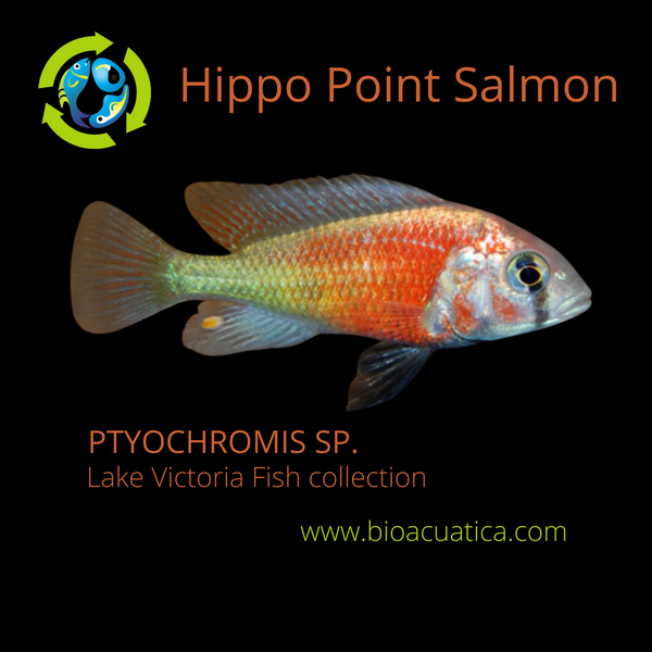 COLORFUL HIPPO POINT SALMON 2 INCHES UNSEXED (Ptyochromis sp)