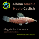 OUTSTANDING ALBINO MARBLE HOPLO CATFISH 3 INCHES (Megalechis thoracata)