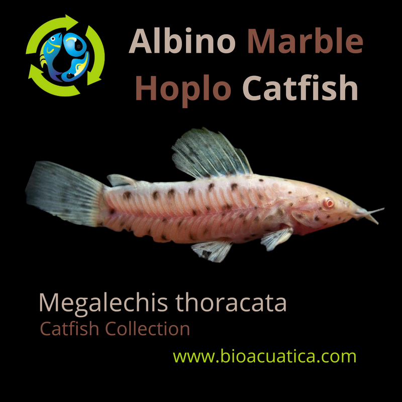 OUTSTANDING ALBINO MARBLE HOPLO CATFISH 3 INCHES (Megalechis thoracata)