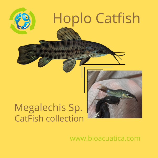 EXOTIC HOPLO CATFISH  (Megalechis sp)
