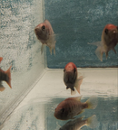 NYERERI MAKOBE ISLAND MALE 1 to 1.5"  INCHES (Pundamilia Nyererei)