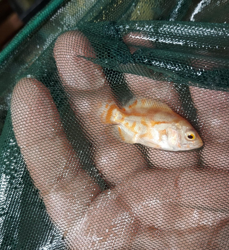 ALBINO RED TIGER OSCAR CICHLID 2" UNSEXED