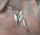 5 BEAUTIFUL BLOODFIN TETRA (Aphyocharax anisitsi)