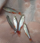 5 BEAUTIFUL BLOODFIN TETRA (Aphyocharax anisitsi)