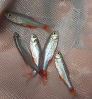 5 BEAUTIFUL BLOODFIN TETRA (Aphyocharax anisitsi)