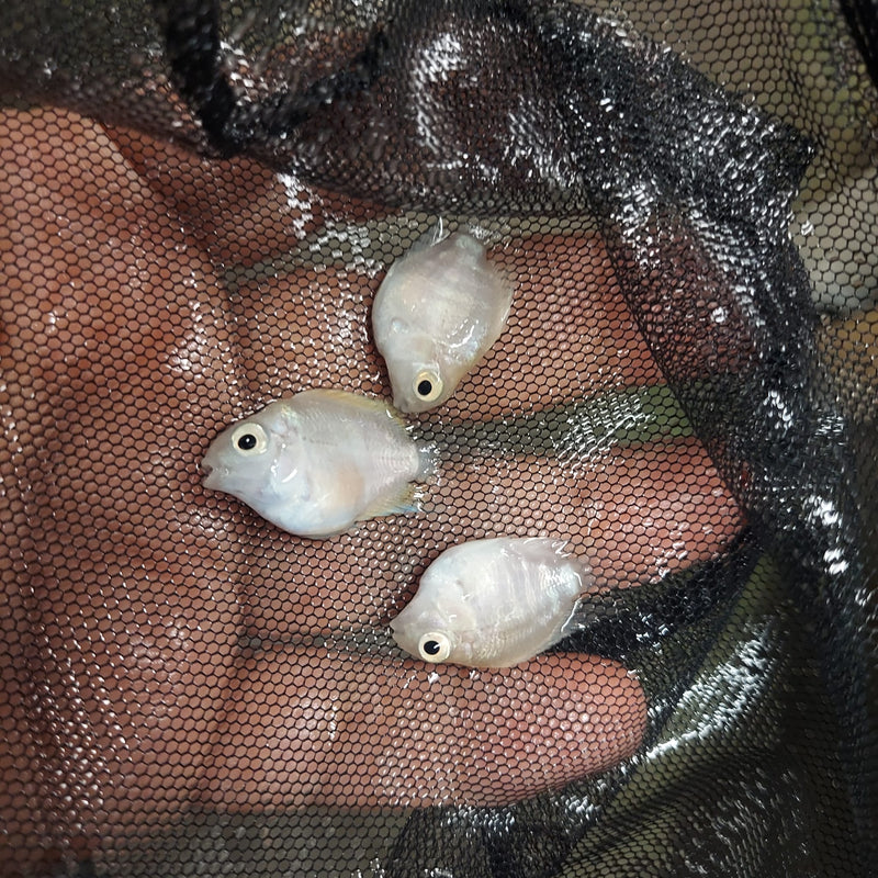 CUTE SNOW WHITE PARROT CICHLID 1 INCH HEAD TO TAIL