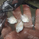 CUTE SNOW WHITE PARROT CICHLID 1.0 INCH HEAD TO TAIL