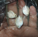 CUTE SNOW WHITE PARROT CICHLID 1.0 INCH HEAD TO TAIL
