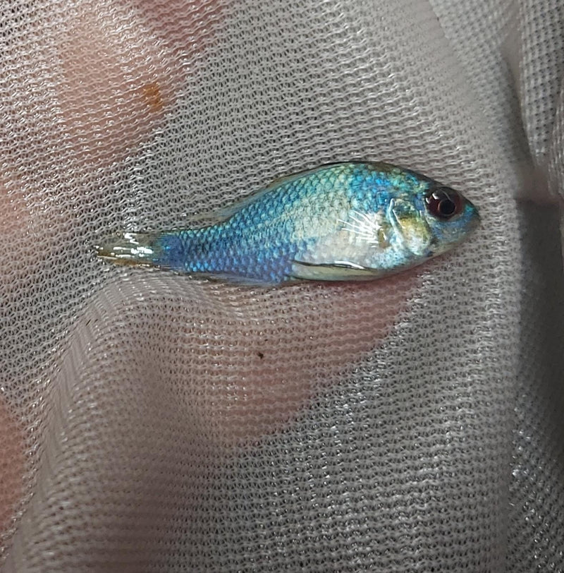 OUTSTANDING ELECTRIC BLUE RAM 1 TO 1.5 INCH UNSEXED (Mikrogeophagus ramirezi)