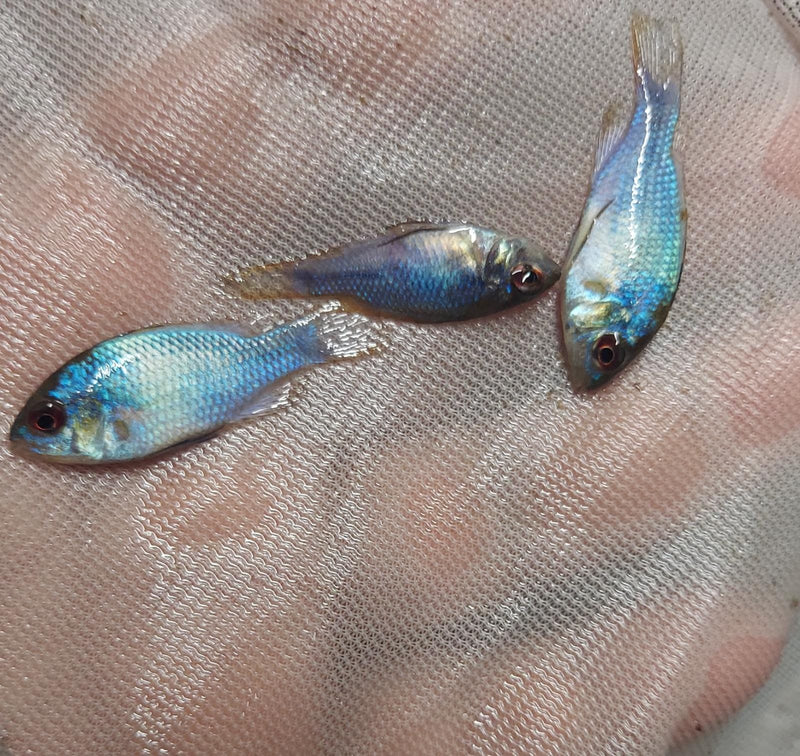 OUTSTANDING ELECTRIC BLUE RAM 1 TO 1.5 INCH UNSEXED (Mikrogeophagus ramirezi)